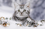 British Shorthair Kitten