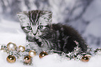 British Shorthair Kitten