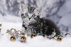 British Shorthair Kitten