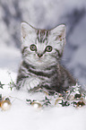 British Shorthair Kitten