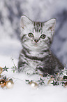 British Shorthair Kitten
