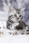 British Shorthair Kitten