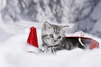 British Shorthair Kitten