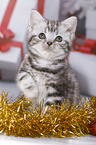 British Shorthair Kitten