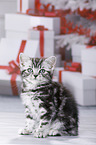British Shorthair Kitten
