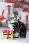 British Shorthair Kitten