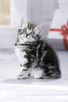 British Shorthair Kitten