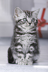 British Shorthair Kitten