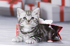 British Shorthair Kitten