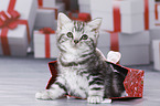 British Shorthair Kitten