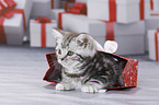 British Shorthair Kitten