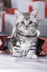British Shorthair Kitten