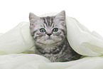 British Shorthair Kitten