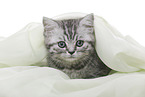 British Shorthair Kitten