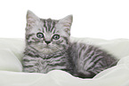 British Shorthair Kitten