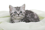 British Shorthair Kitten