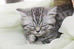 British Shorthair Kitten