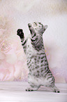 young British Shorthair