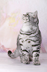 young British Shorthair