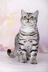 young British Shorthair