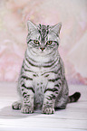 young British Shorthair