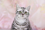 young British Shorthair