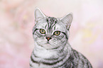 young British Shorthair