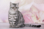 young British Shorthair