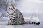 young British Shorthair