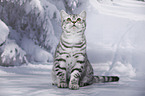 young British Shorthair