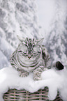 young British Shorthair