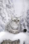 young British Shorthair