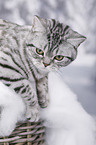 young British Shorthair
