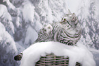young British Shorthair