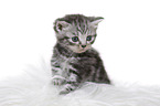 British Shorthair Kitten