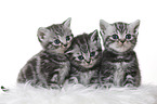 British Shorthair Kitten