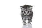 British Shorthair Kitten