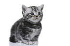 British Shorthair Kitten