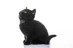 British Shorthair Kitten