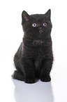 British Shorthair Kitten