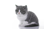 British Shorthair Kitten