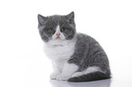 British Shorthair Kitten