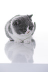 British Shorthair Kitten