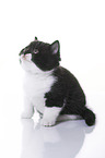 British Shorthair Kitten