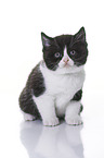 British Shorthair Kitten