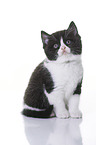 British Shorthair Kitten