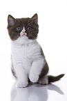 British Shorthair Kitten