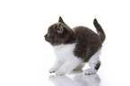 British Shorthair Kitten