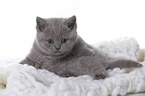 British Shorthair Kitten