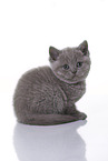 British Shorthair Kitten